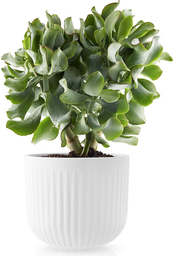 Legio Nova Pot 15,5 cm