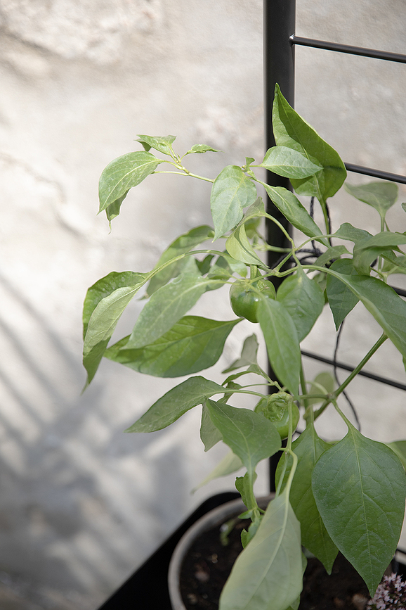 Simply Grow Podpora za rastline, 102 cm