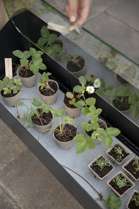 Simply Grow Spire Serre