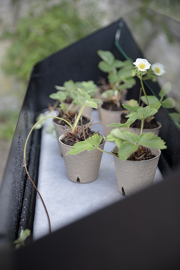 Simply Grow Spire Θερμοκήπιο