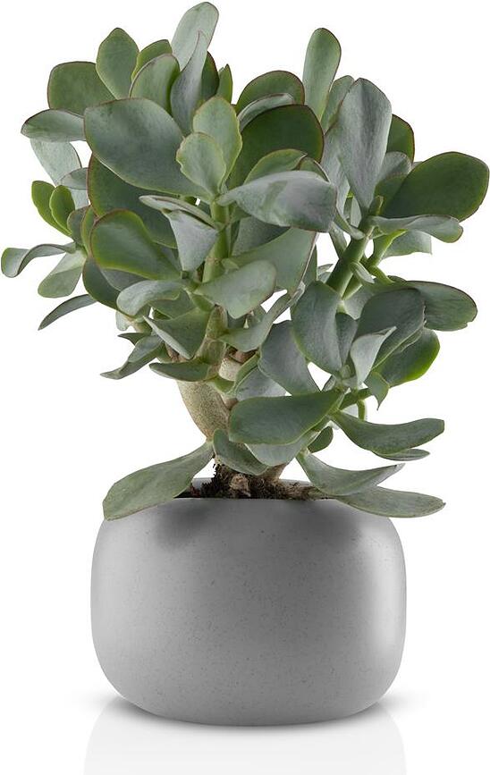 Stone Okrasni lonec, 16 cm