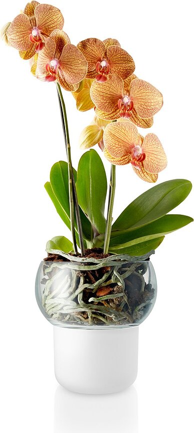 Eva Solo Pot de Fleurs auto-arrosant, en verre