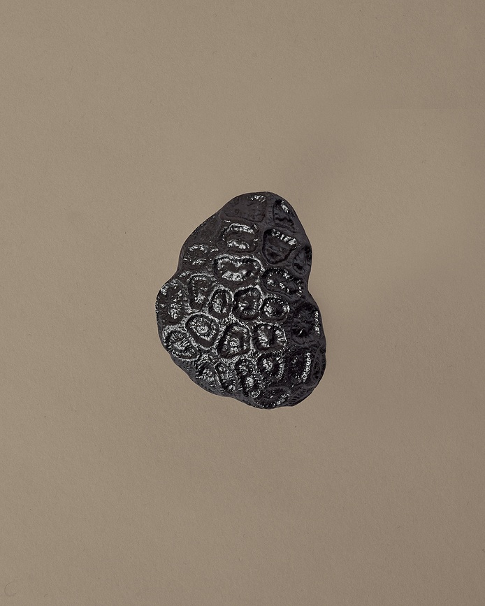 Comber Coral Stenski kavelj, zlat