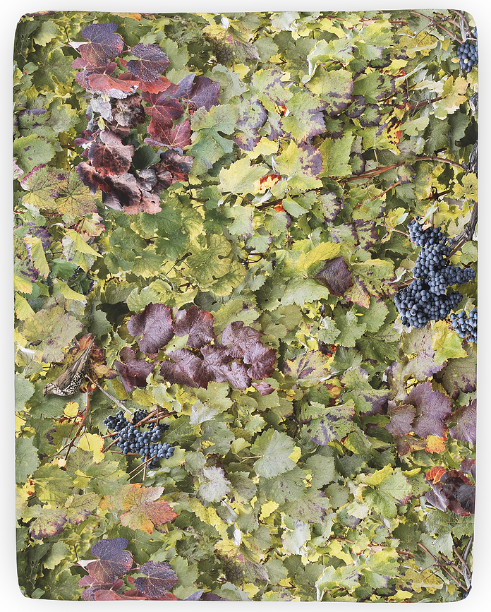 Hayka Drap-Housse 200 x 200 cm, motif vignoble