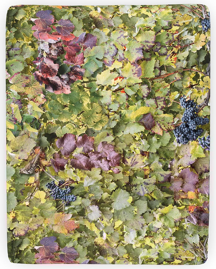 Sábana Bajera Ajustable Hayka, 200 x 200 cm, estampado viñedo