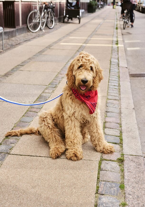 Bandana para Perro Hay, roja