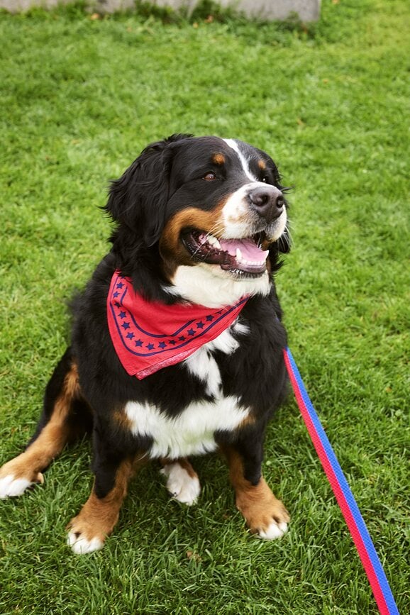 Bandana para Perro Hay, roja