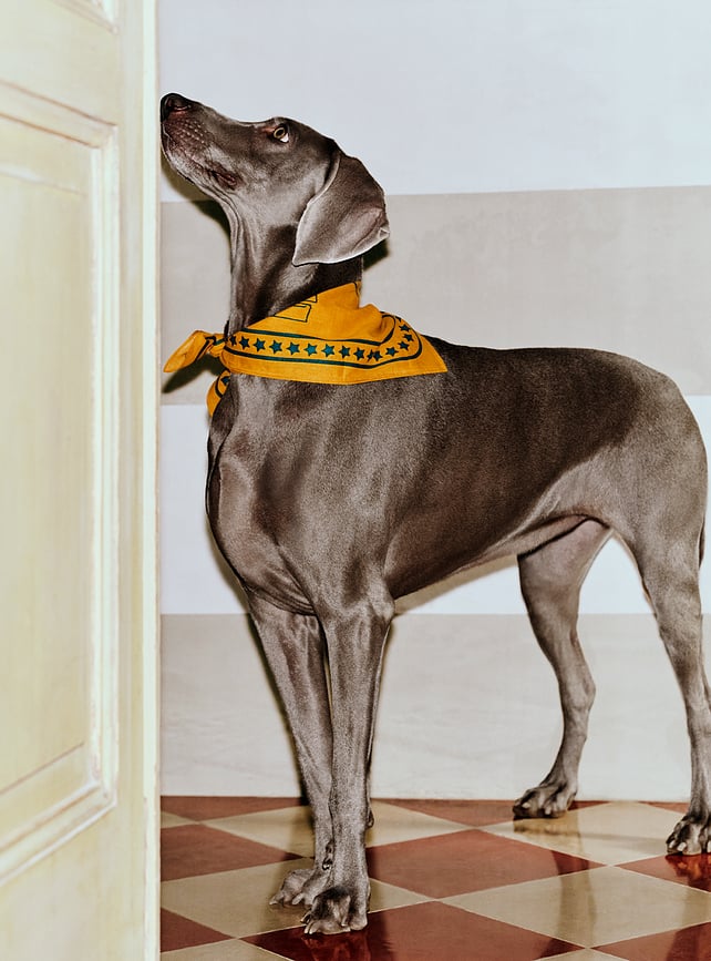 Bandana para Perro reciclada Hay, 55 x 55 cm, azul oscuro