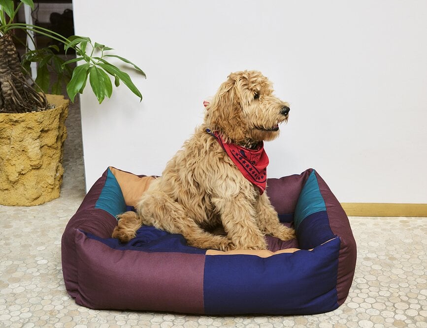 Cama para perro Hay, talla S