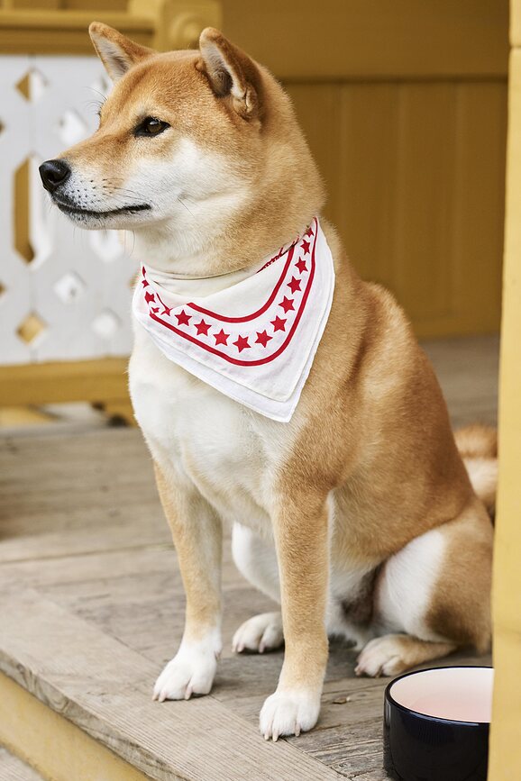 Cuenco para perro Hay, talla L, negro