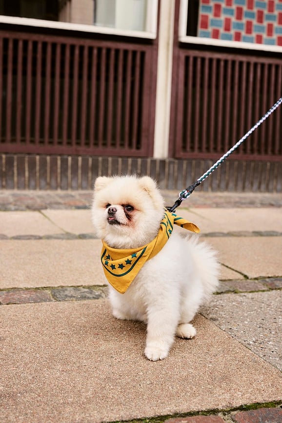 Correa trenzada Hay Braided, negra y azul, con mosquetón