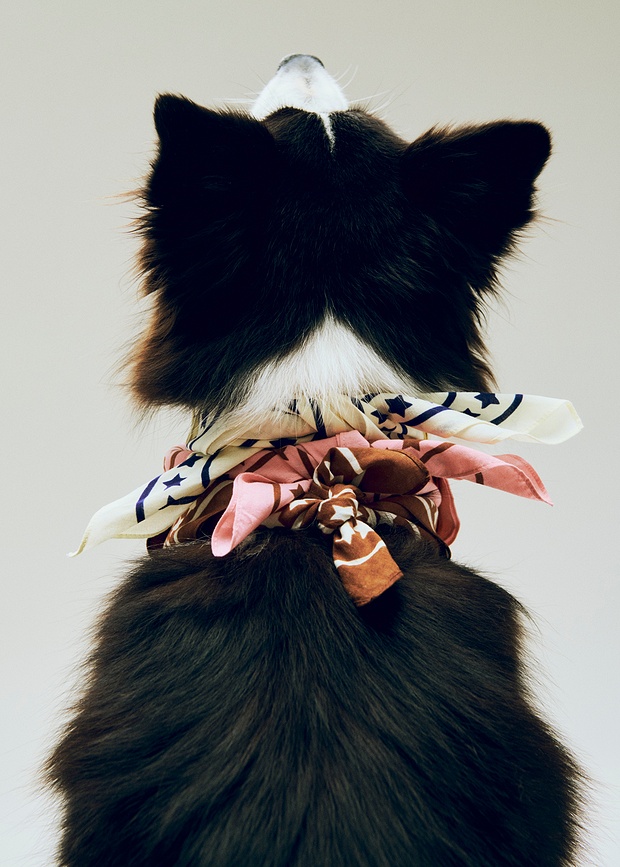 Hay Bandana pour Chien 55 x 55 cm, bleue foncée, recyclée