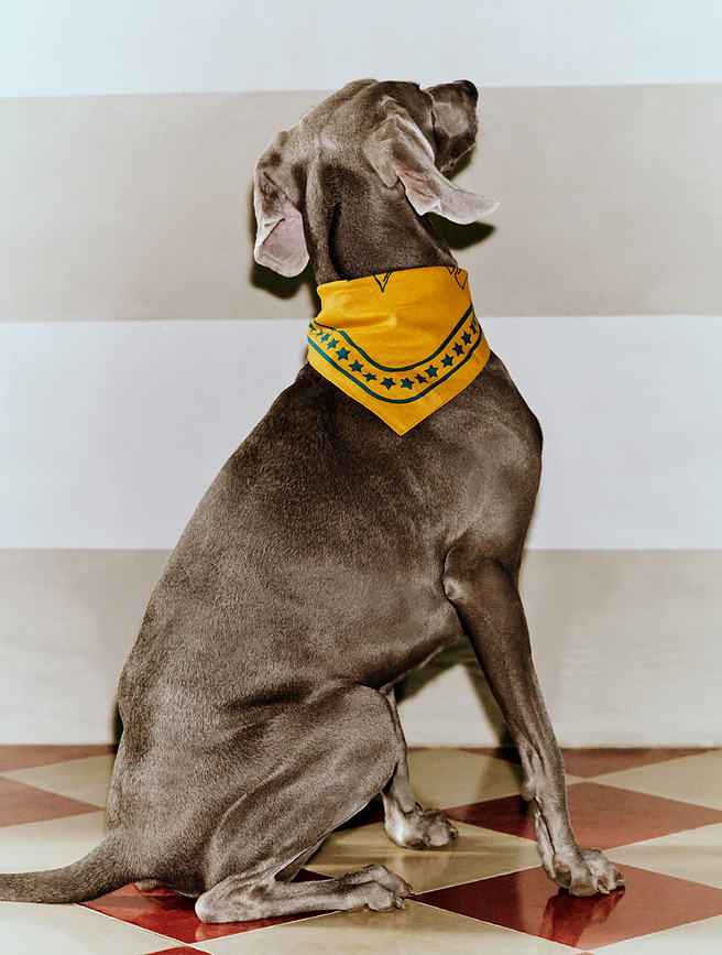 Hay Bandana pour Chien 55 x 55 cm, bleue foncée, recyclée