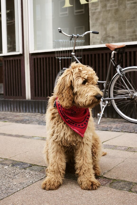Hay Bandana pour Chien, rouge