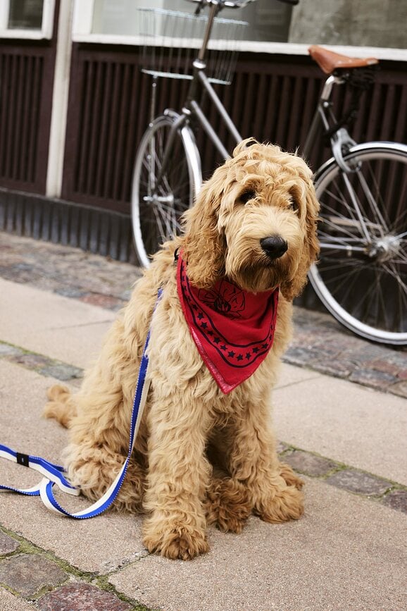 Hay Bandana pour Chien, rouge