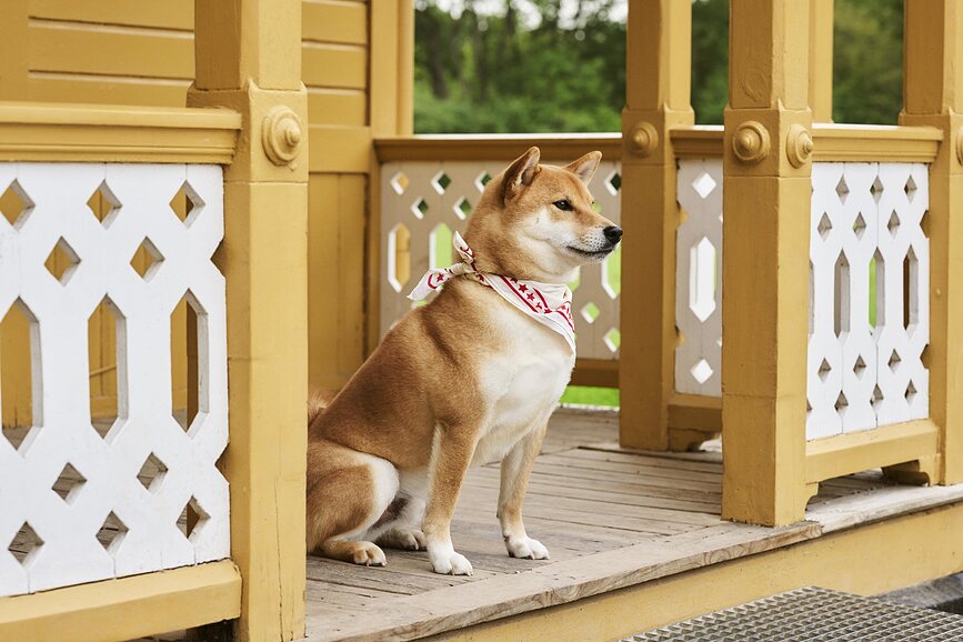 Hay Marama za Psa crvena