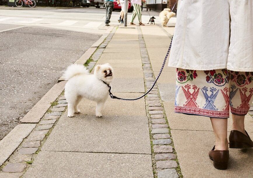 Hay Braided Povodnik za psa zelena lavanda