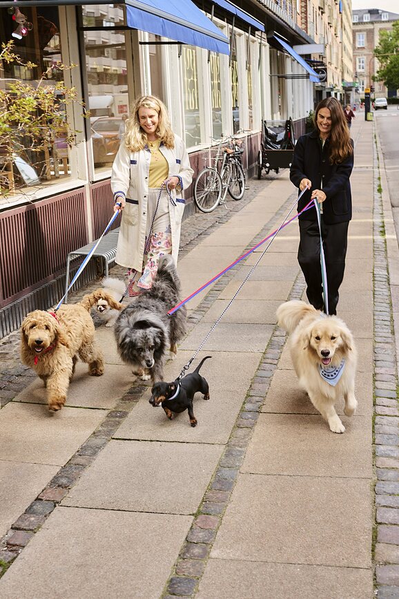 Hay Collier pour Chien, Taille M/L, bleu et rouge