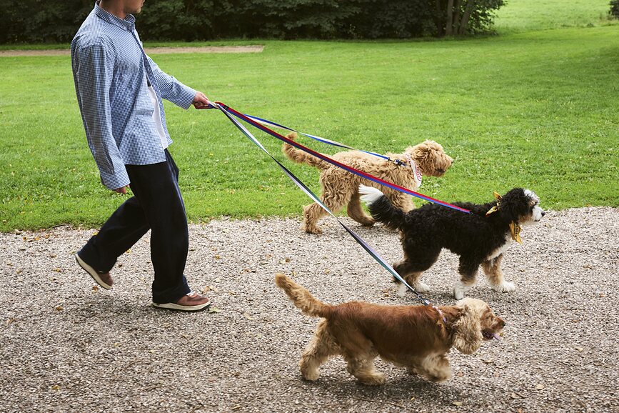 Hay Collier pour Chien, Taille M/L, bleu et rouge