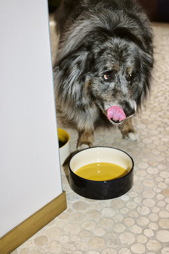 Hay Gamelle pour Chien, Taille L, noire