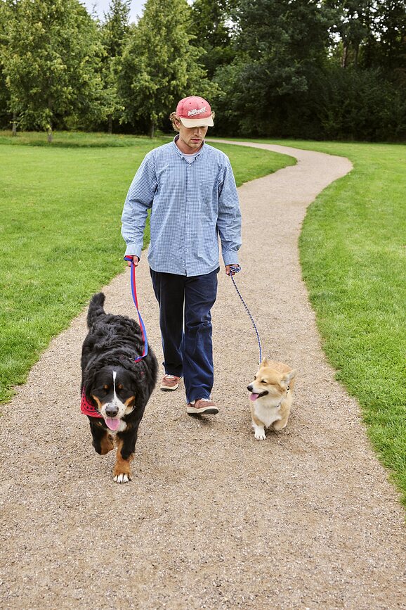 Hay Braided Laisse pour Chien, vert et lavande