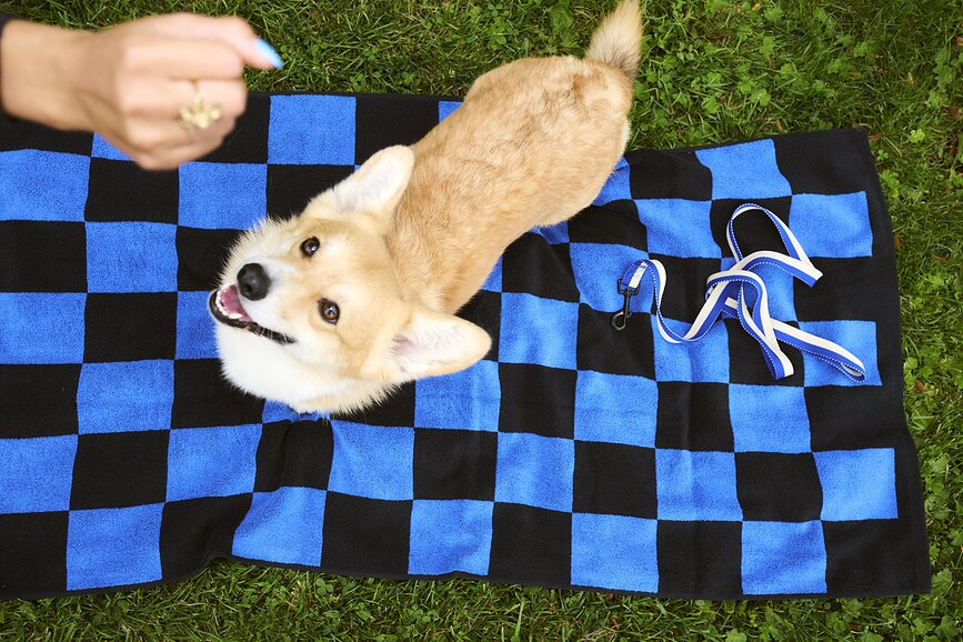 Hay Laisse pour Chien, vert et lavande