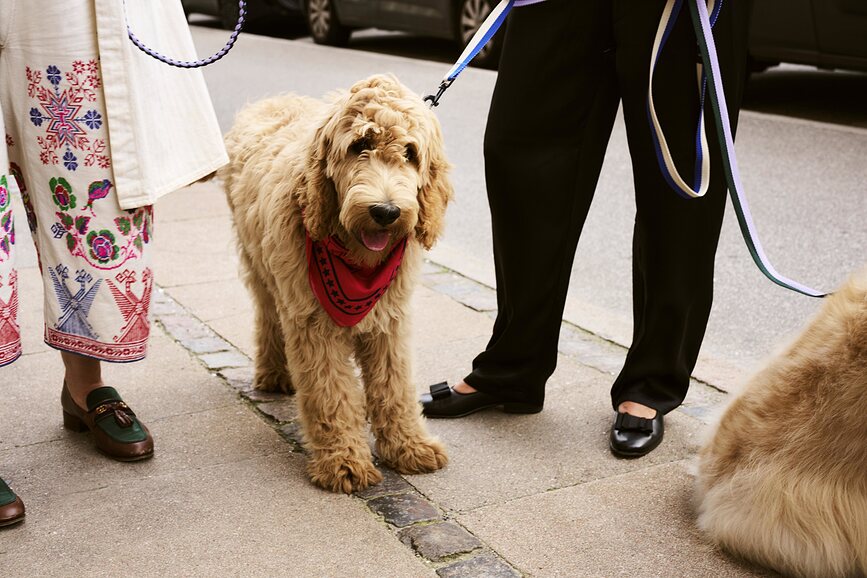 Hay Laisse pour Chien, vert et lavande