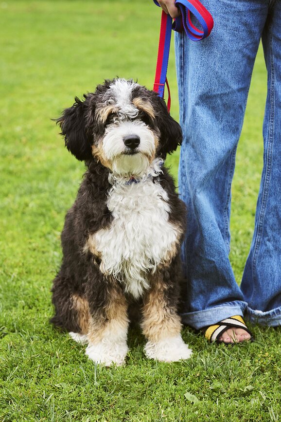Hay Laisse pour Chien, vert et lavande
