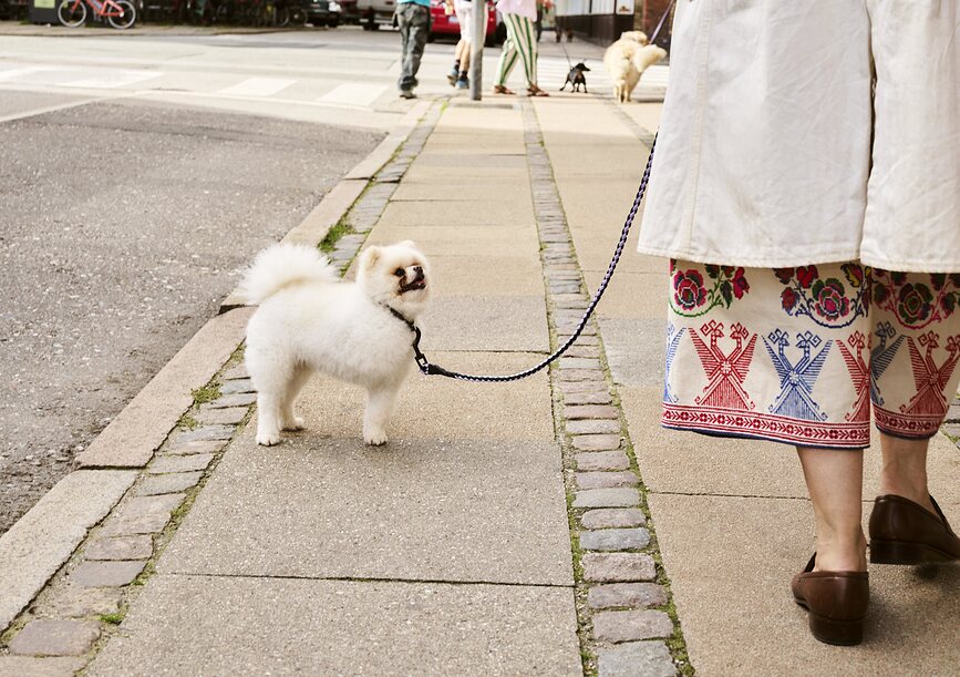 Hay Braided Λουρί Σκύλου, πράσινο-λεβαντί