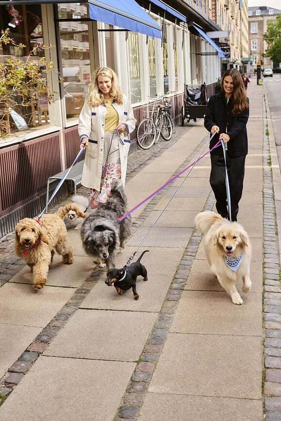 Hay Povodnik za psa zeleno-lavandin