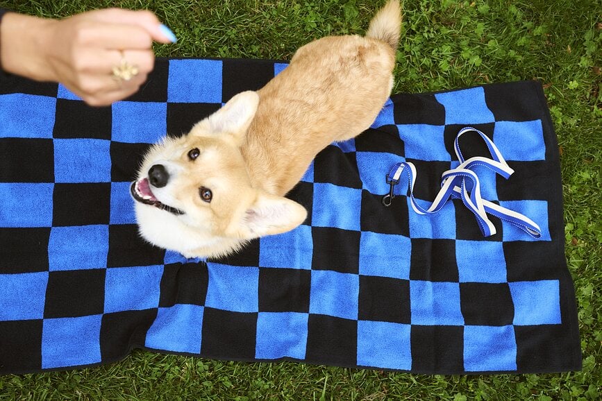 Hay Povodnik za psa zeleno-lavandin