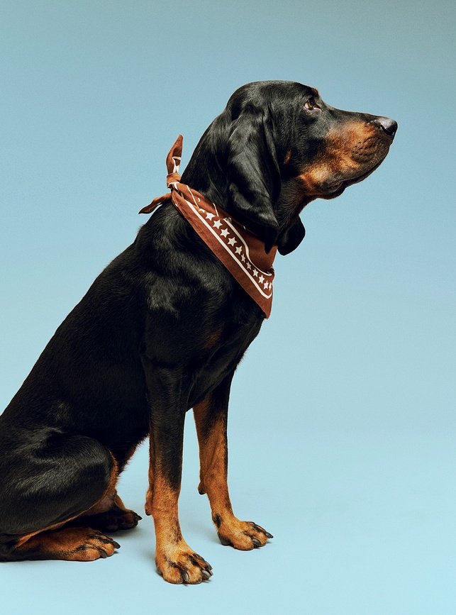 Hay Ruta za psa, 55 x 55 cm, temno modra, reciklirana