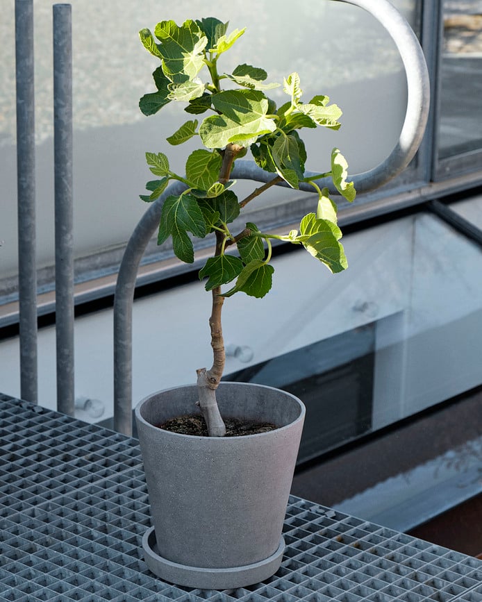 Hay Tegla s tanjurićem 17,5 cm siva