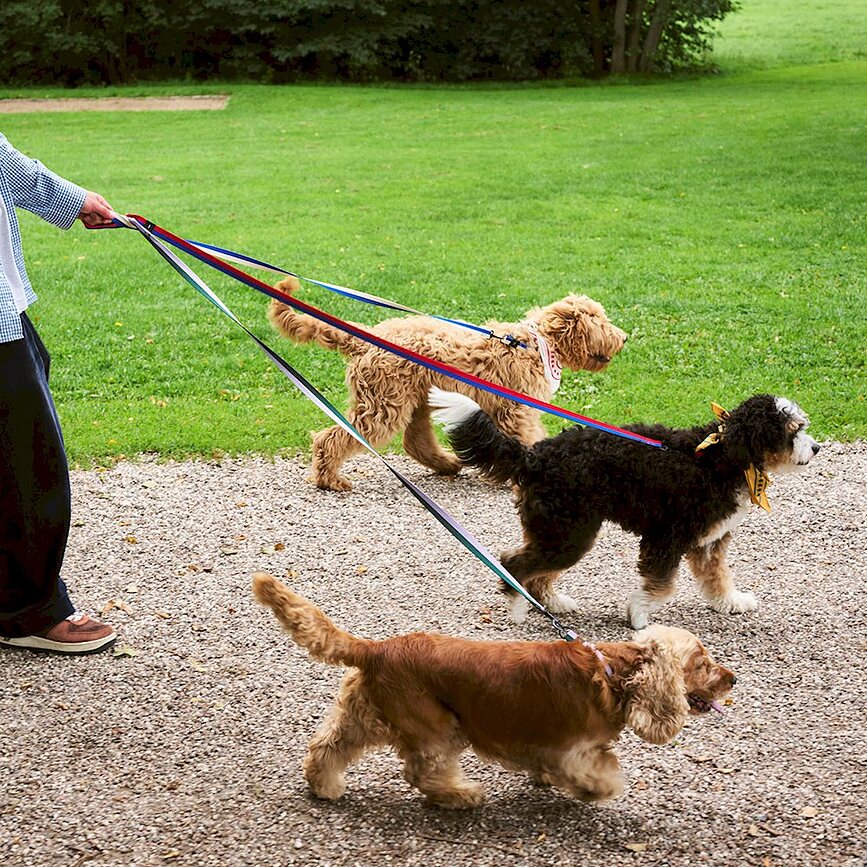 Laisse pour chien Hay à rayures S/M, bleu et blanc
