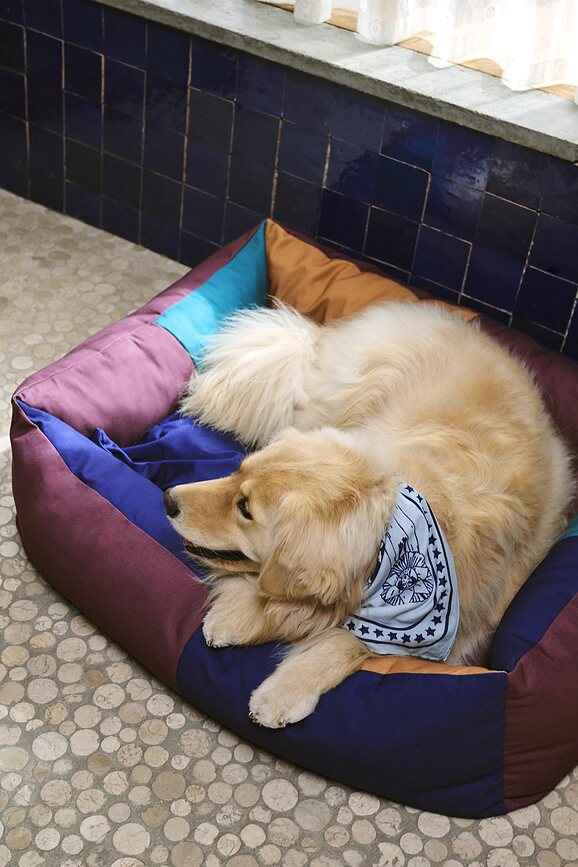 Lit pour chien Hay S multicolore