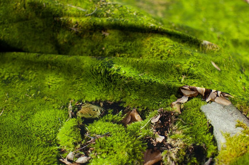 Hayka Housse de couette imprimé mousse, 220 x 240 cm