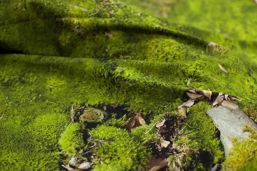 Hayka Prevleka za vzglavnik, 40 x 40 cm, mah