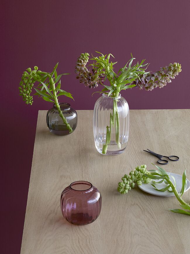 Primula Vase bas, prune