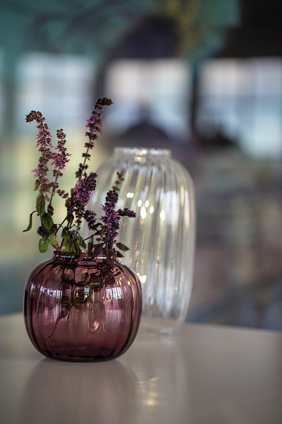 Primula Vase bas, prune