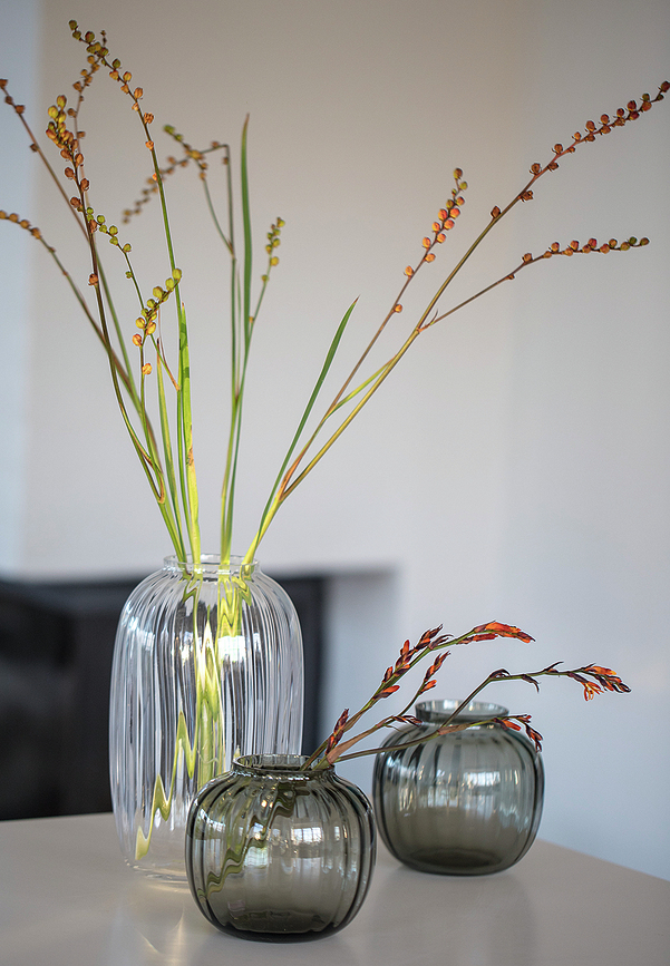 Primula Vaza nizka, dimljena