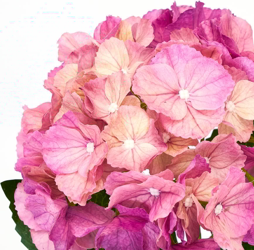 HDHydrangea Τεχνητή Ορτανσία, λευκή