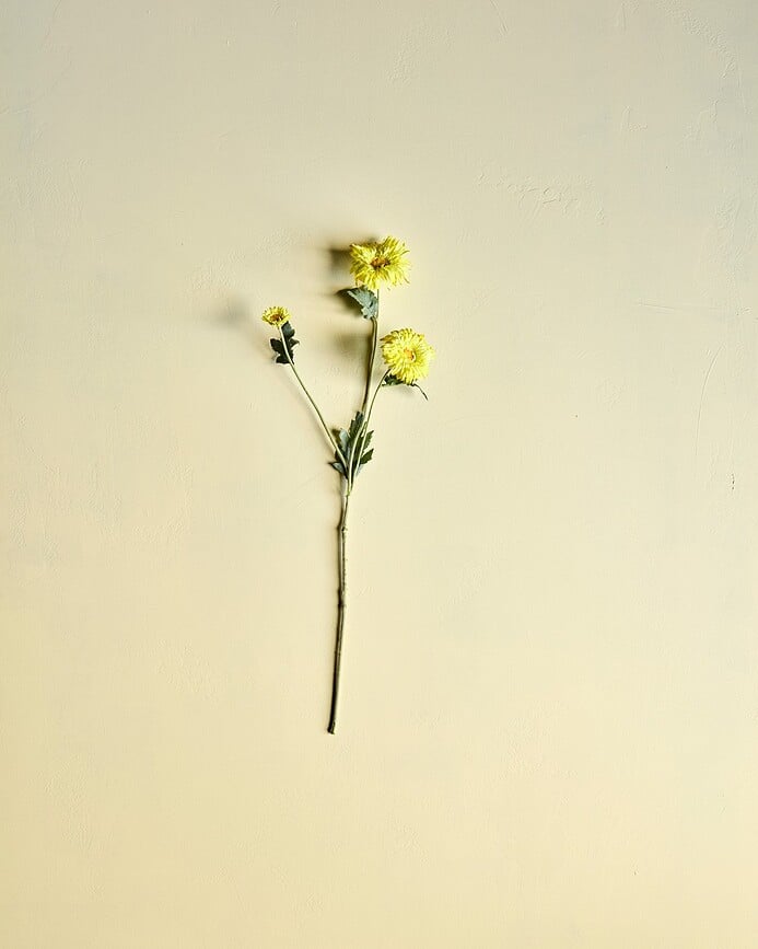 House Doctor Τεχνητό Φυτό Skimmia, πράσινο