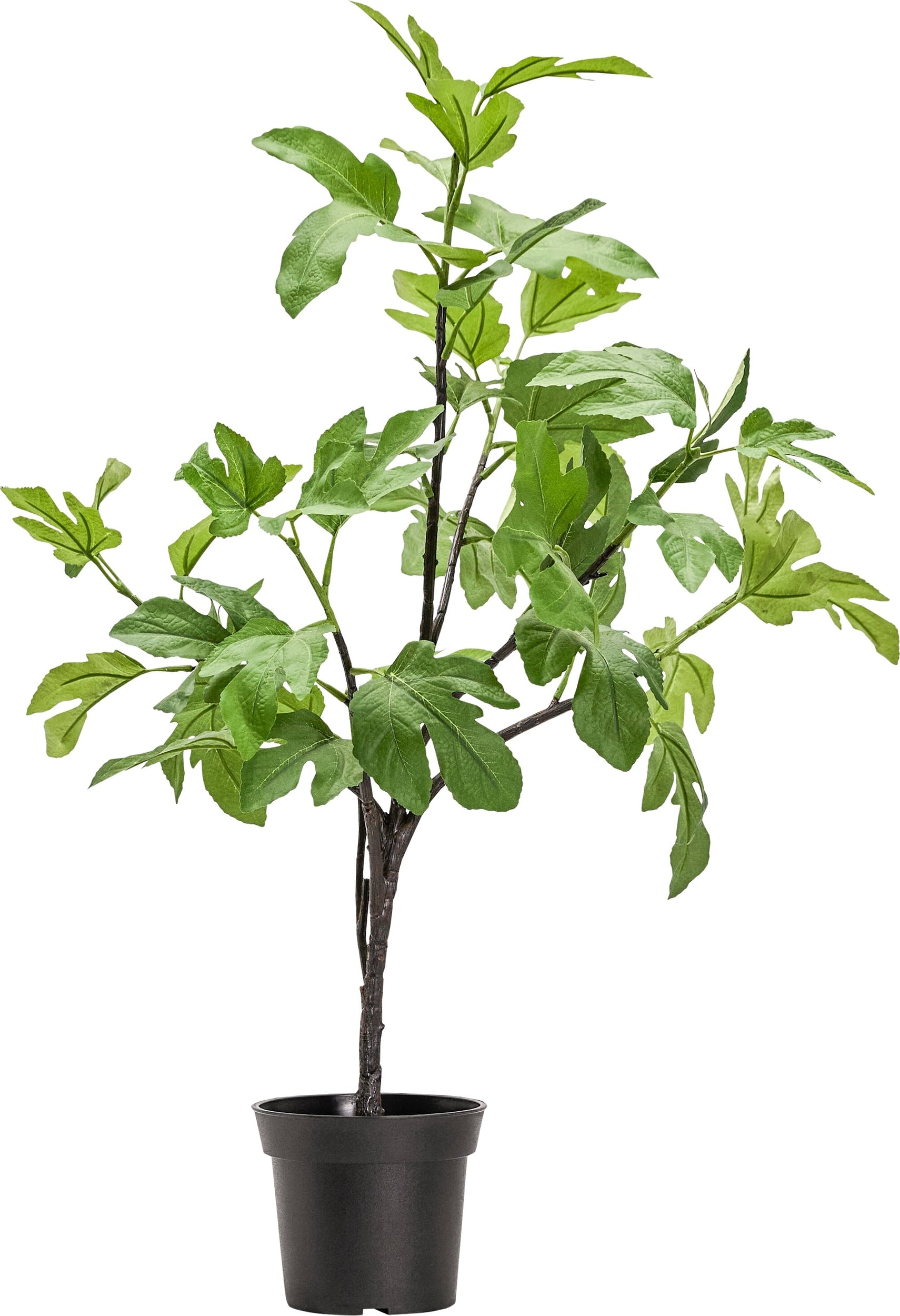 Künstliche Pflanze Fig 81 cm