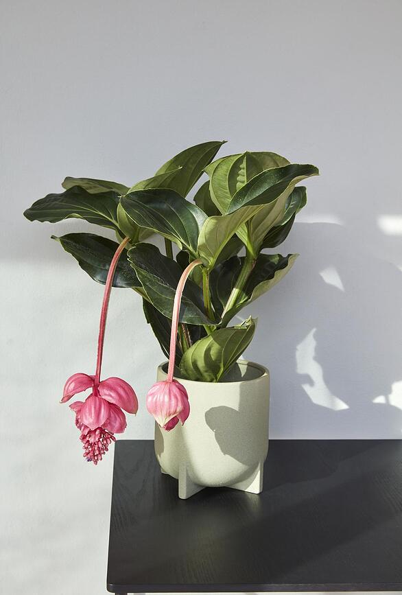 Hübsch Cache-pots sur pieds, verts, Lot de 2