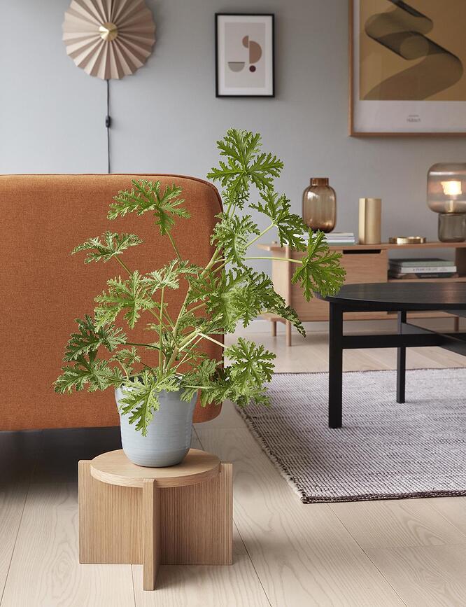 Hübsch Porte-Plante, en bois de chêne