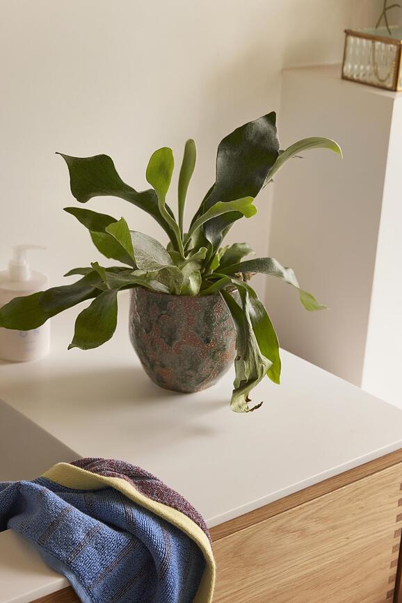 Normu Κασπώ, 2 τμχ