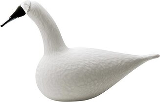 Whooper Swan Kujuke valge
