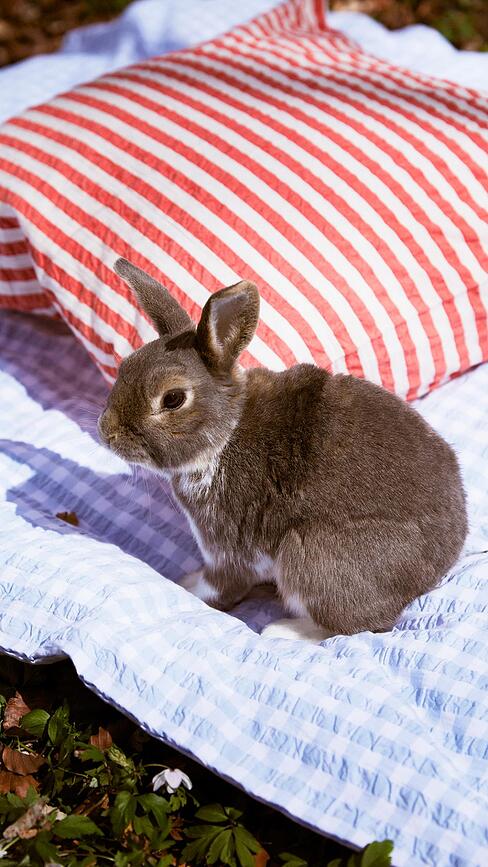 Bæk & Bølge Posteljnina, 140 x 200 cm, svetlo modra, z blazino 60 x 63 cm