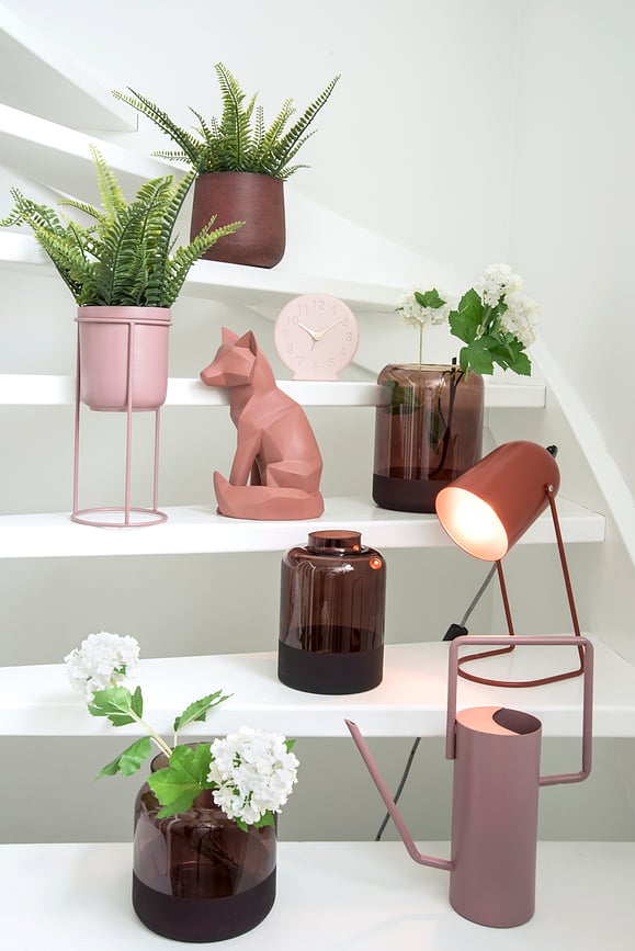 Sole Budilica koraljna