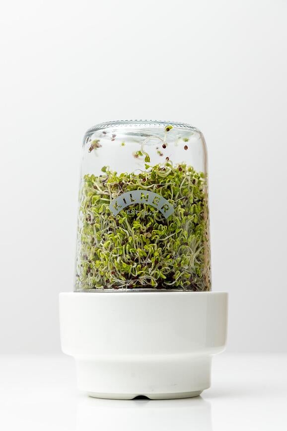 Germinador Kilner, para brotes